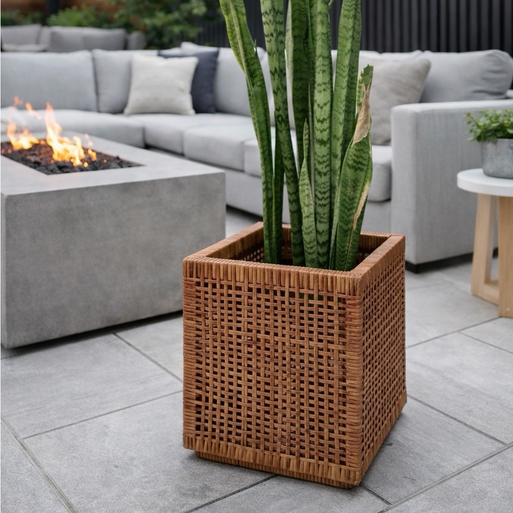 Woven Rattan Planter with Green Snake Plant